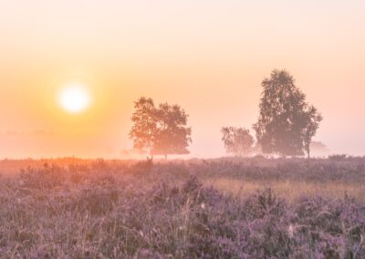 Veluwe heide 1