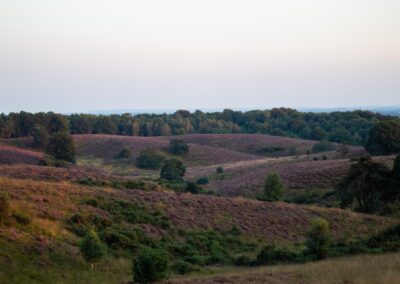 Veluwe heide 2