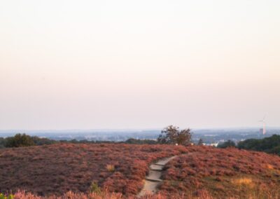 Veluwe heide 3