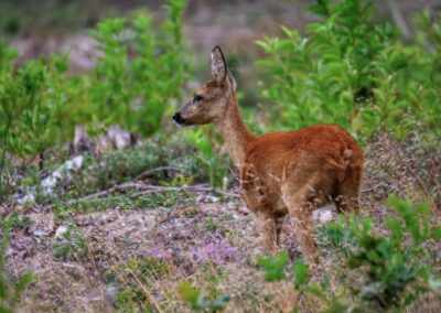 Veluwe hert 1