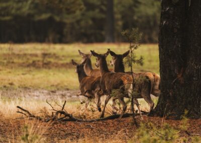 Veluwe herten 1