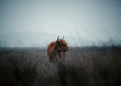 Veluwe hooglander 1