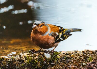 Veluwe vogel 1