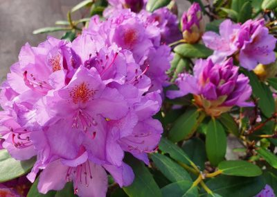 Bloemen op de veluwe